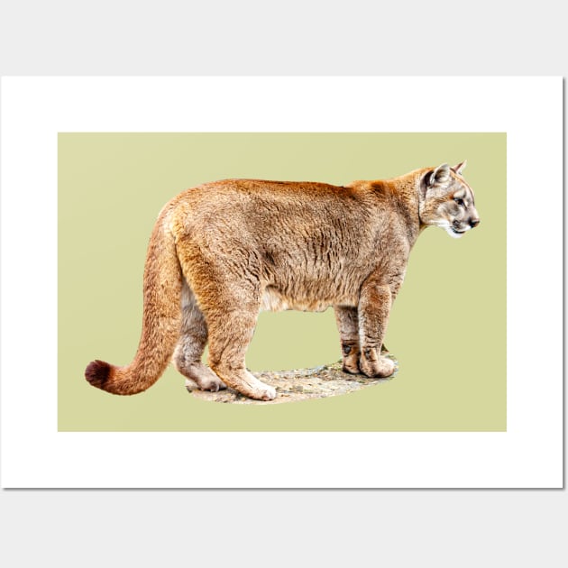 Full bodied Cougar Wall Art by dalyndigaital2@gmail.com